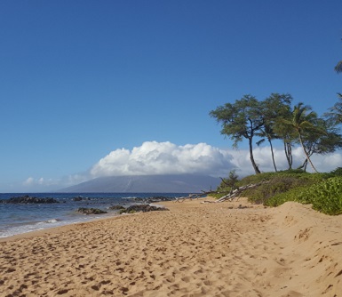 Custom genealogy application development project in Angular and .NET Core/MySQL